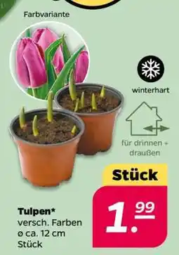 NETTO Tulpen Angebot