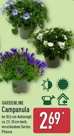 Aldi Nord GARDENLINE Campanula Angebot