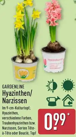 Aldi Nord GARDENLINE Hyazinthen/ Narzissen Angebot