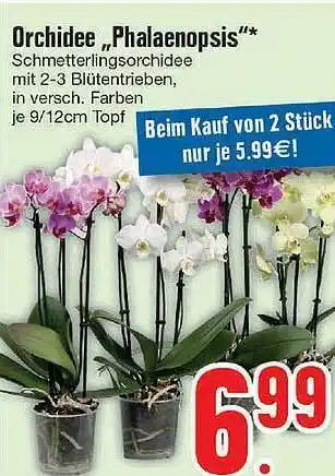 Edeka Orchidee „phalaenopsis“ Angebot