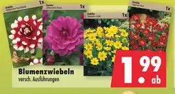 Mäc Geiz Blumenzwiebeln Angebot