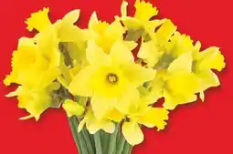 Edeka Narzissen Angebot