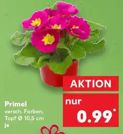 Kaufland Primel Angebot