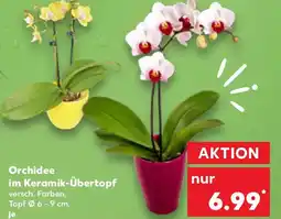 Kaufland Orchidee im Keramik-Übertopf Angebot