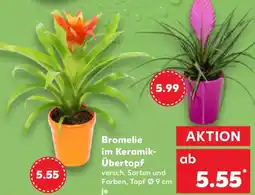 Kaufland Bromelie im Keramik- Übertopf Angebot