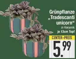 E-Center Grünpflanze ,,Tradescanti unicorn" Angebot