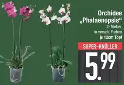 E-Center Orchidee ,,Phalaenopsis" Angebot
