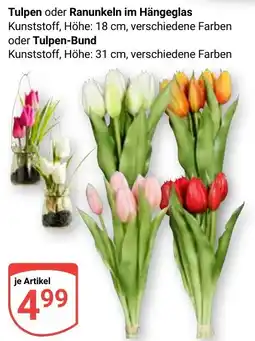 Globus Tulpen oder Ranunkeln im Hängeglas Angebot