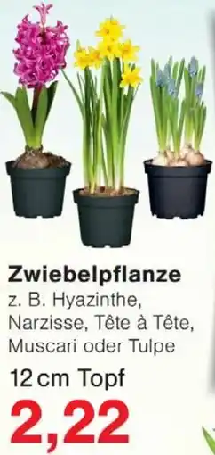 Wiglo Wunderland Zwiebelpflanze Angebot