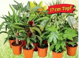 Wiglo Wunderland Grünpflanze Angebot