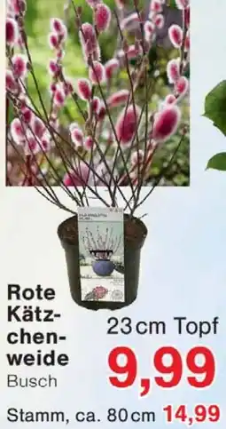 Wiglo Wunderland Rote Kätzchenweide Angebot