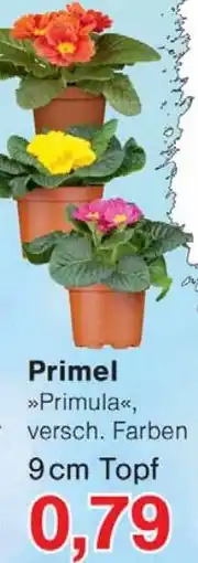 Wiglo Wunderland Primel Angebot