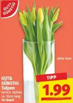 NP Discount GUT& GÜNSTIG Tulpen Angebot