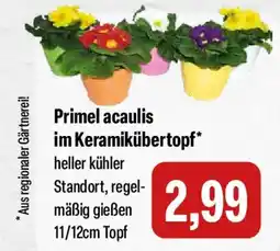 Feneberg Primel acaulis im Keramikübertopf Angebot