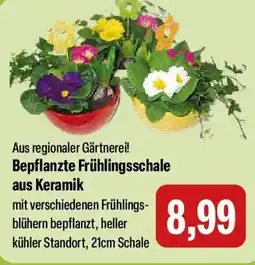 Feneberg Bepflanzte Frühlingsschale aus Keramik Angebot