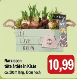 Feneberg Narzissen tête à tête in Kiste Angebot