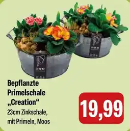 Feneberg Bepflanzte Primelschale ,,Creation" Angebot