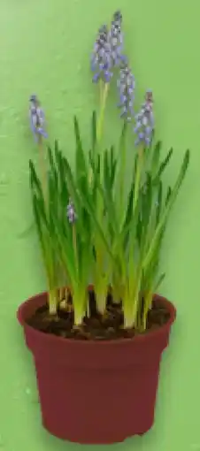 Kaufland Traubenhyazinthen Angebot