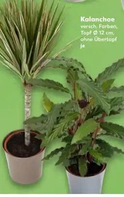 Kaufland Grünpflanzen Angebot