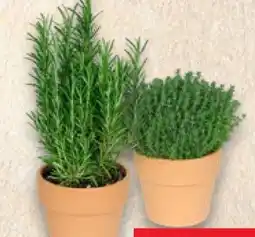 Kaufland Kräuter in Terrakotta Angebot