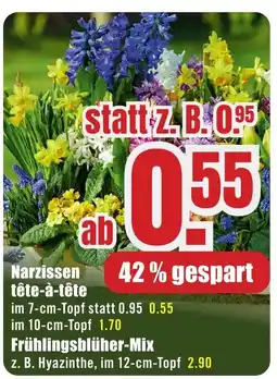 B1 Discount Baumarkt Narzissen tête-à-tête Angebot