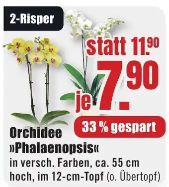 Orchidee >>Phalaenopsis<<
