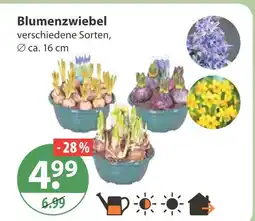 V Markt Blumenzwiebel Angebot
