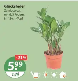 V Markt Glücksfeder Angebot