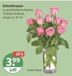 V Markt Schnittrosen Angebot