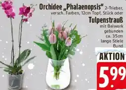 Edeka Orchidee ,,Phalaenopsis" oder Tulpenstrauß Angebot