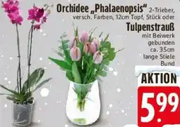 E-Center Orchidee ,,Phalaenopsis" oder Tulpenstrauß Angebot