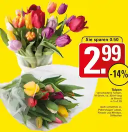WEZ Tulpen Angebot