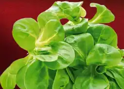 Handelshof Feldsalat Angebot