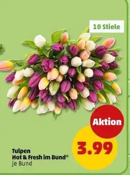 PENNY Tulpen Hot & Fresh im Bund Angebot