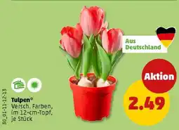 PENNY Tulpen Angebot