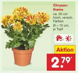 Netto Marken-Discount Chrysantheme Angebot