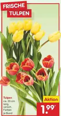Netto Marken-Discount Tulpen Angebot