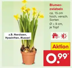 Netto Marken-Discount Blumenzwiebeln Angebot