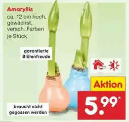 Netto Marken-Discount Amaryllis Angebot