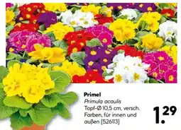 Hellweg Primel Angebot