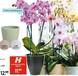 Hellweg Schmetterlingsorchidee Angebot