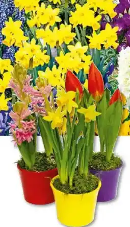 Hellweg Zwiebelpflanzen-Mix Angebot