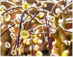 Hellweg Hängekätzchenweide Angebot