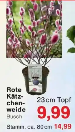 Jawoll Rote Kätzchenweide Angebot