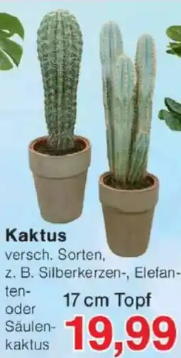 Jawoll Kaktus Angebot
