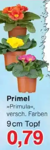 Jawoll Primel Angebot