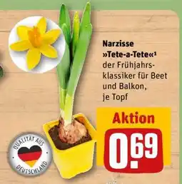 REWE Narzisse Tete-a-Tete Angebot