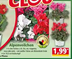 Norma Alpenveilchen Angebot
