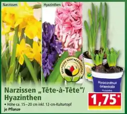 Norma Narzissen „Tête-à-Tête“/ Hyazinthen Angebot