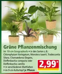 Norma Grüne Pflanzenmischung Angebot